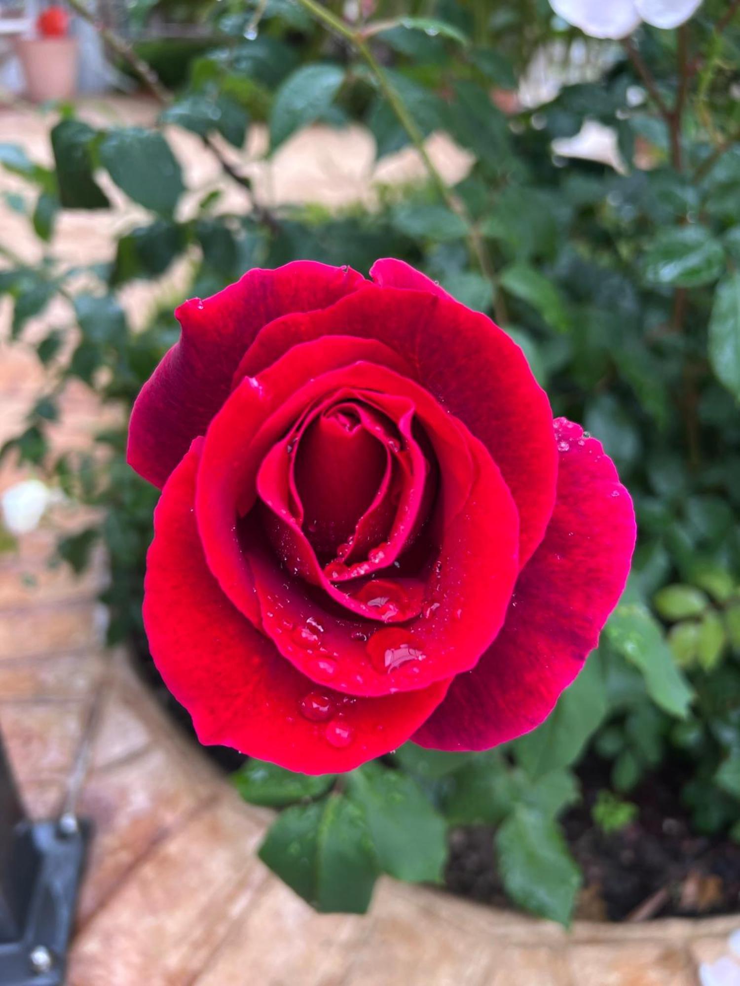 B&B Corte Delle Rose Castiglione Delle Stiviere Eksteriør bilde